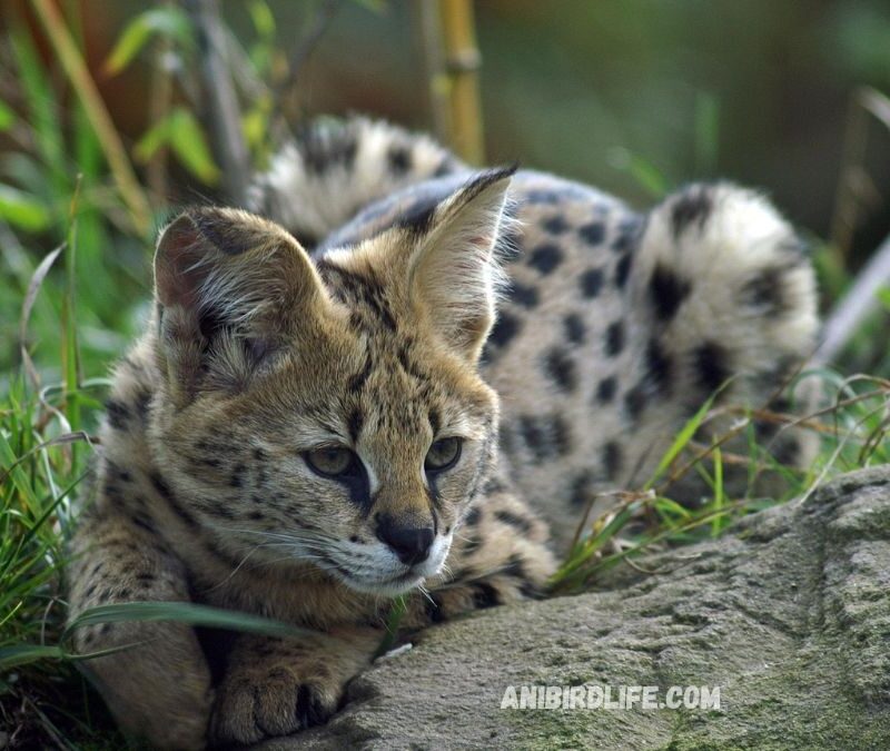 Serval