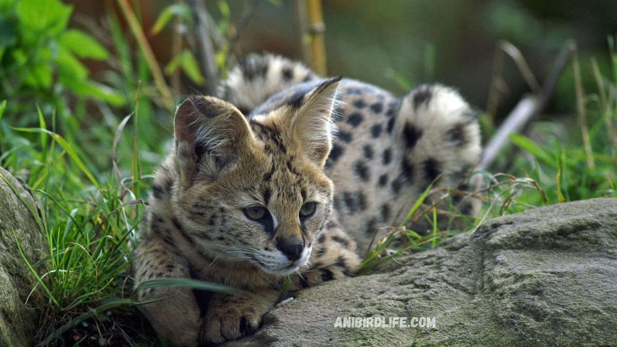 Serval Chronicles: Life in the African Grasslands